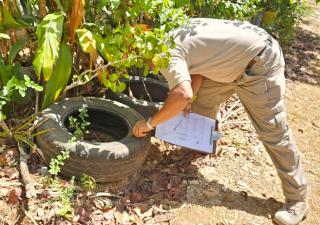 Reiteran a la población reforzar la eliminación del mosquito transmisor del dengue