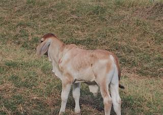 Zoonosis reitera importancia en la curación de heridas para evitar propagación de casos del gusano barrenador