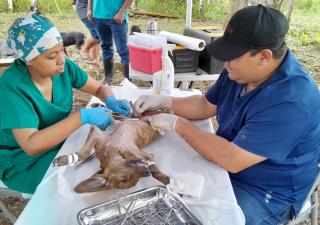 Gira Médica en  el Valle de Madroño y la Zahína en Corregimiento de las Margaritas de Chepo 