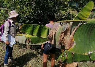 Continúa la lucha contra el  dengue en Coclé