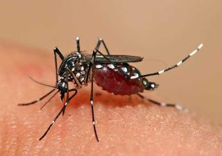  Salud insta a la población eliminar los criaderos del mosquito Aedes Aegyptis