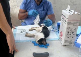 Centro de Salud de Torrijos Carter esteriliza más de 30 gatos en Belisario Frías