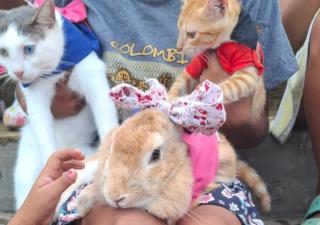 Kuna Yala participa en Campaña del Bienestar Animal 