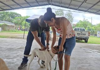  Minsa impulsa jornada de vacunación y desparasitación de mascotas en Ocú